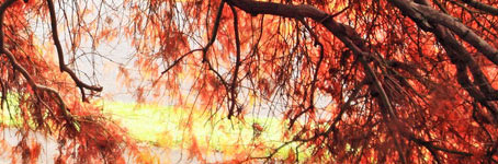 网络短信免费版