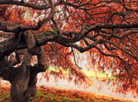 免费短信云呼轰炸